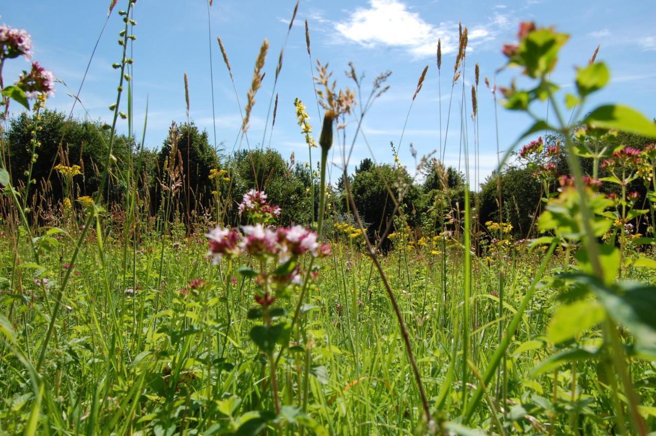South Downs Eco Lodge & Camping East Meon Exteriör bild